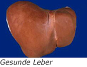 gesunde leber